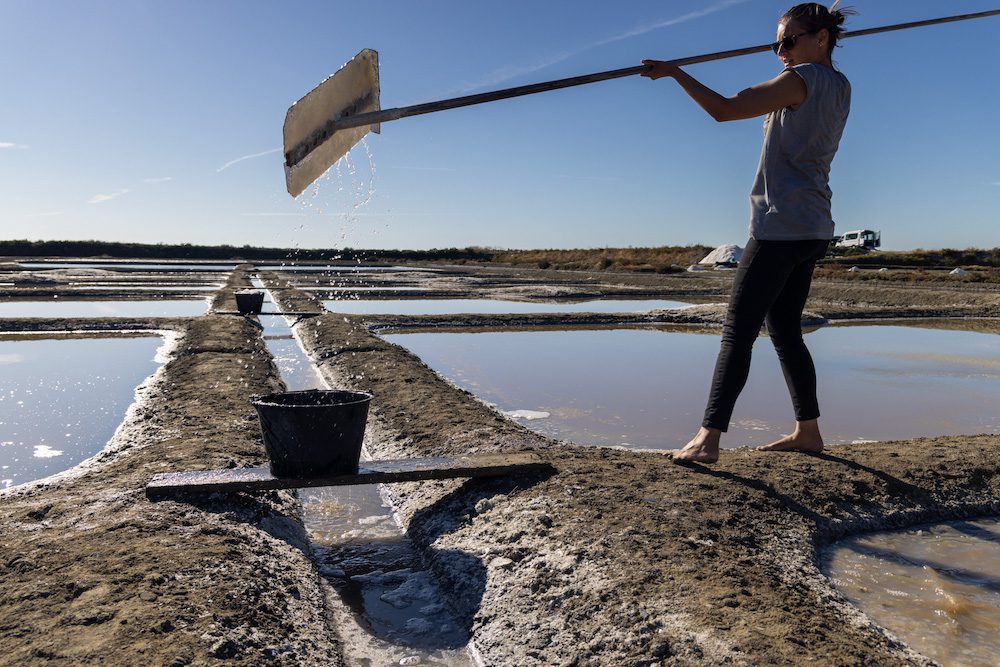 Harvesting Guérande Tradysel salt in Batz-sur-mer - Guérande salt and flower of salt