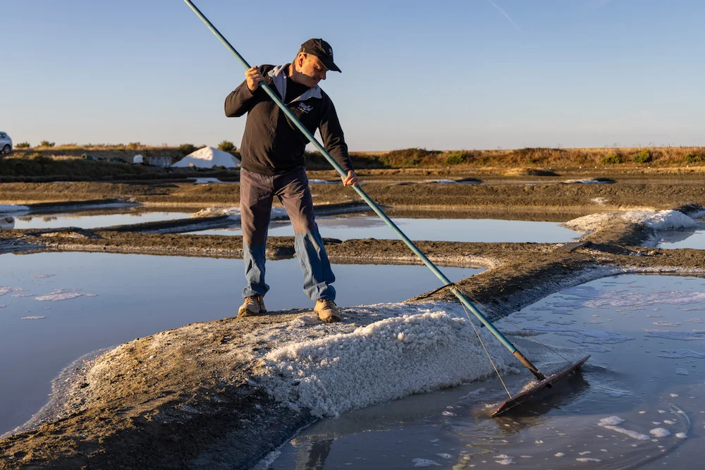 Harvesting Guérande salt Harvesting Guérande salt
