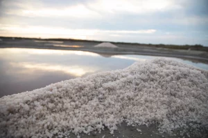 Harvesting Guérande salt