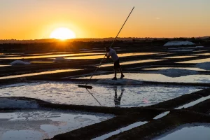 Harvesting Guérande salt Harvesting Guérande salt