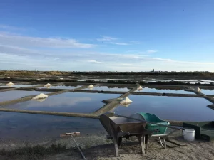 Harvesting Guérande salt