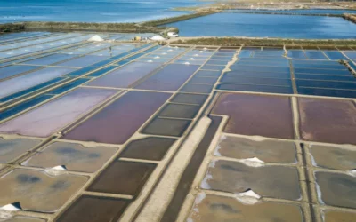 Les salines de Guérande : au cœur du savoir-faire des paludiers Tradysel